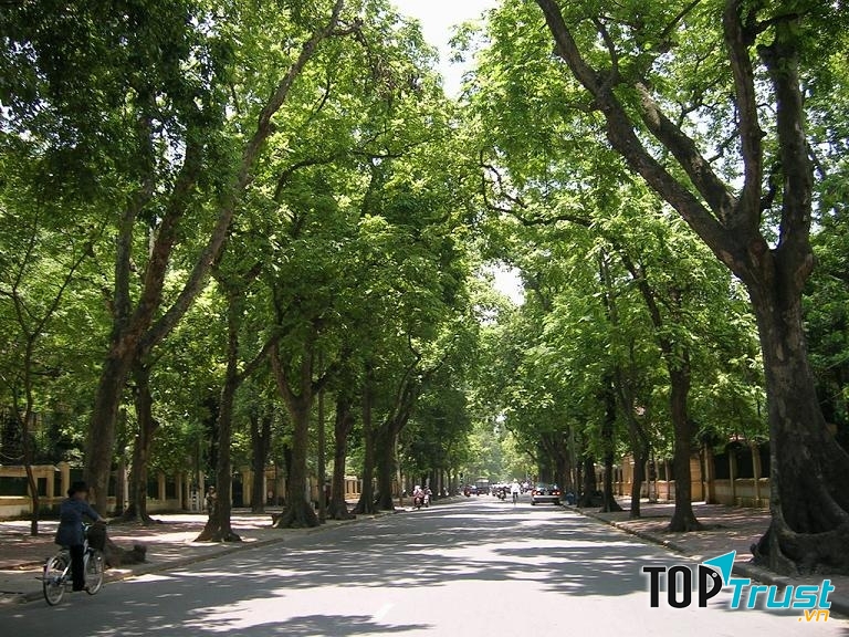 Phố hoa sữa Nguyễn Du
