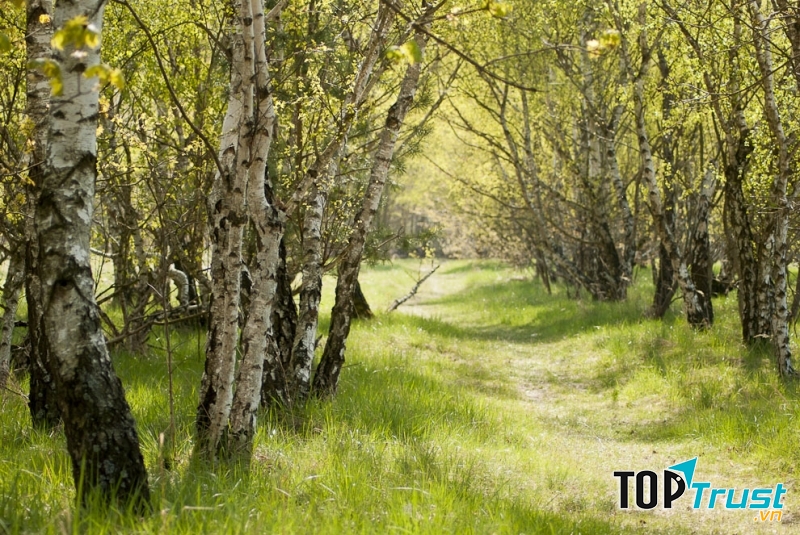 Tán cây xanh rợp bóng trên lối mòn