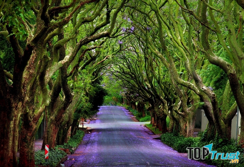 Con đường Jacaranda, Alley, Nam Phi