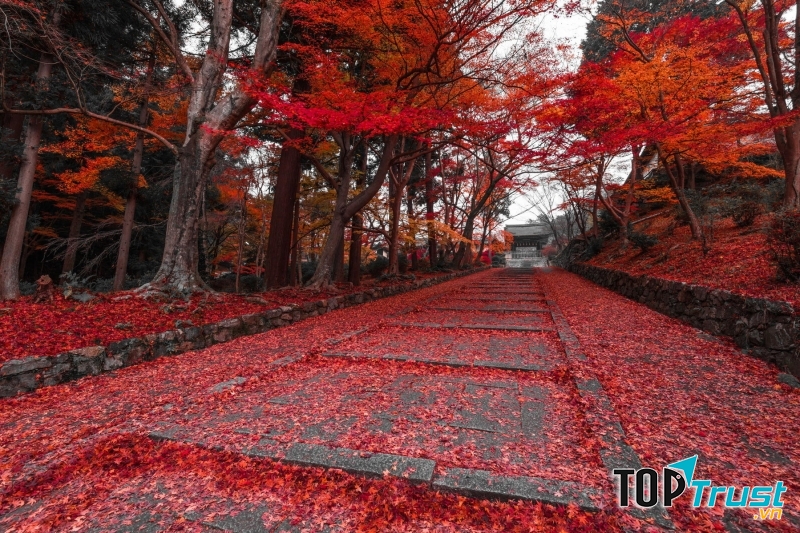 Lá cây rụng nhuộm đỏ cả lối đi