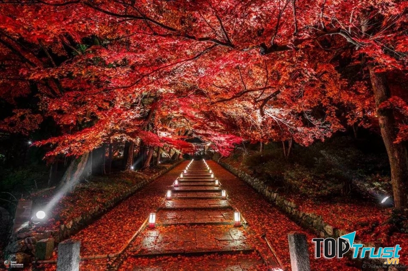 Ánh đèn buổi tối làm con đường càng trở nên lung linh