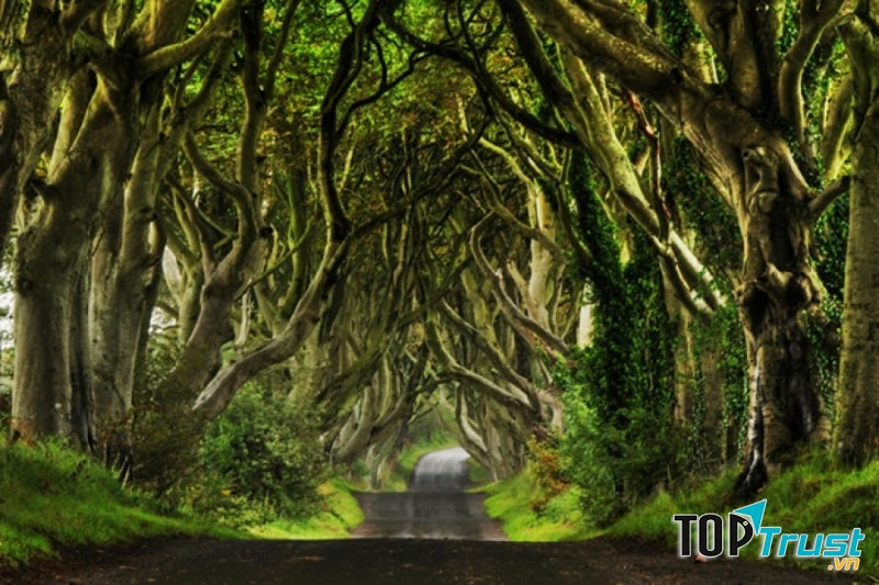 Ánh sáng khó lòng xuyên qua hết nên tạo ra không gian u tối, kì bí