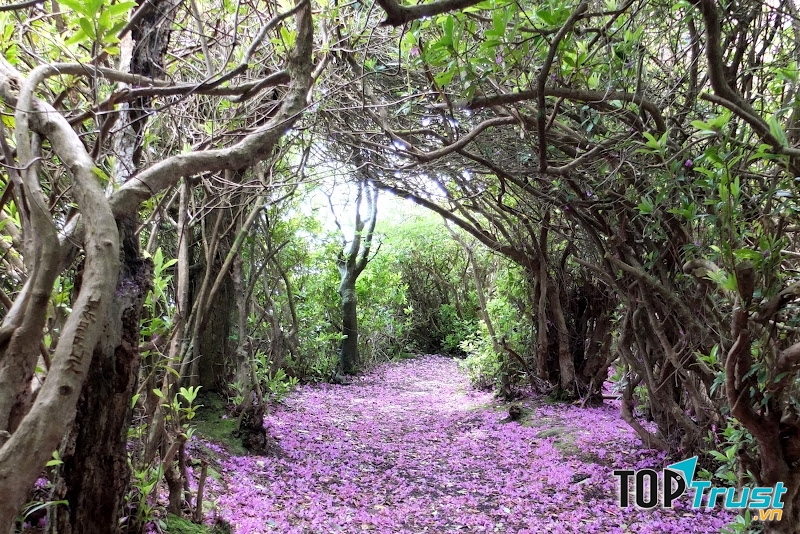 Con đường hoa tím đầy lãng mạn