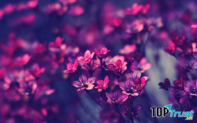 Hoa mọc tốt tươi do khí hậu mát mẻ trong khu rừng