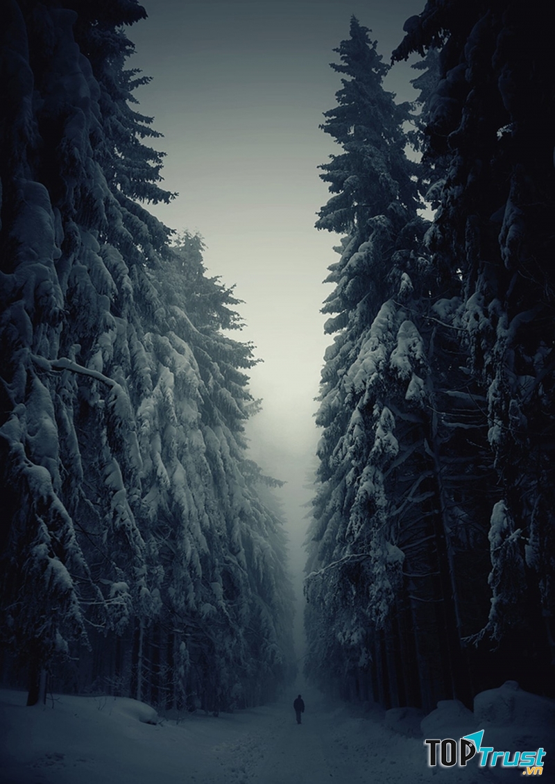 Vẻ kì vĩ của hai hàng thông bao quanh con đường mòn này