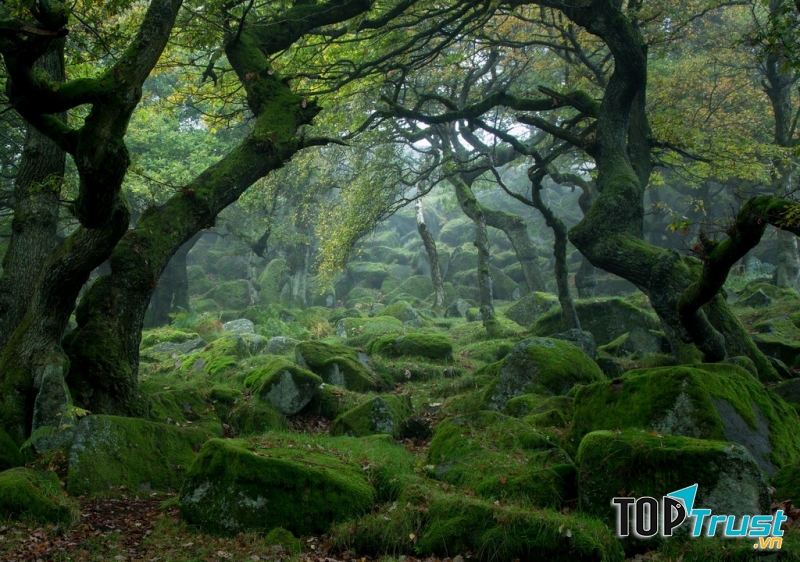 Phủ đầy rêu xanh vô cùng huyền bí như trong truyện cổ tích