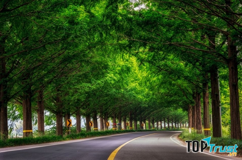 Mùa hè tán cây cao vút, xanh mượt mà