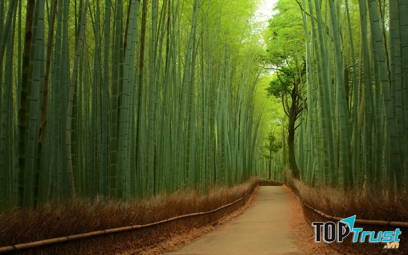 Vẻ đẹp lãng mạn hiếm có của con đường trúc