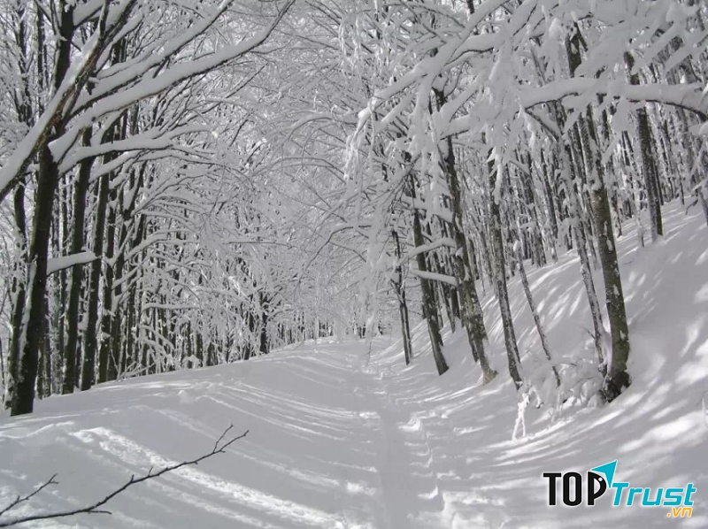 Hai tán cây phủ đầy tuyết trắng xóa
