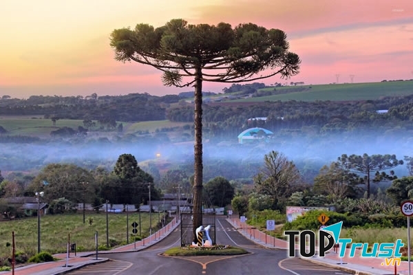 Con đường xây quanh cái cây tại Brazil