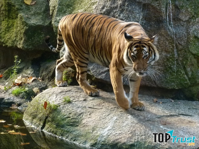 Khi bước lên sườn núi, con hổ dừng lại và phóng mắt nhìn ra xung quanh. Dáng hổ vươn cao theo dốc núi, đuôi cong lên, trông thật đẹp đẽ và oai vệ.