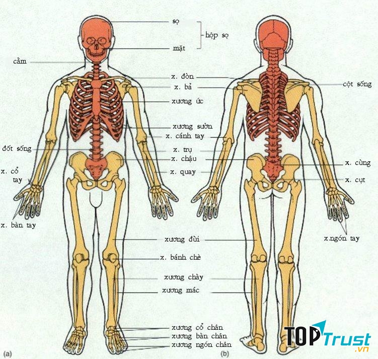 Con người không trực tiếp điều khiển xương