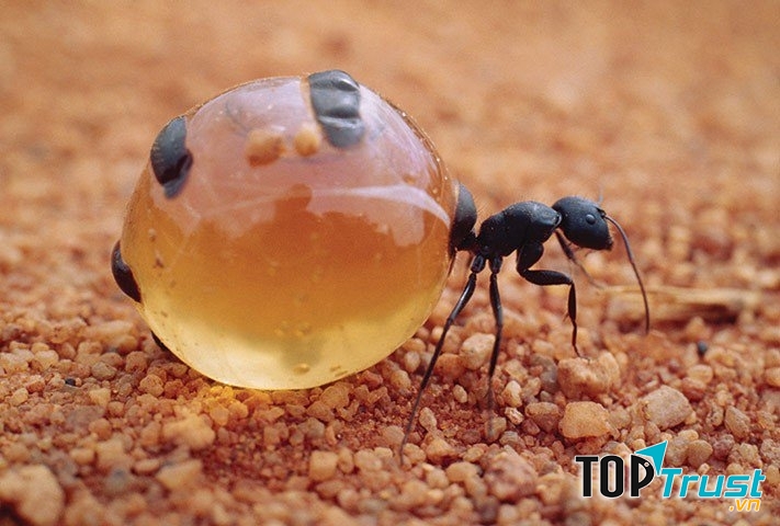 Kiến mật - t﻿ên gọi của loài vật này đã đủ để nói lên cơ thể của chúng, với chiếc bụng căng tròn, giống như hũ mật