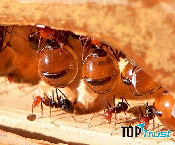 Kiến mật có thể xuất hiện ở mọi nơi trong tổ