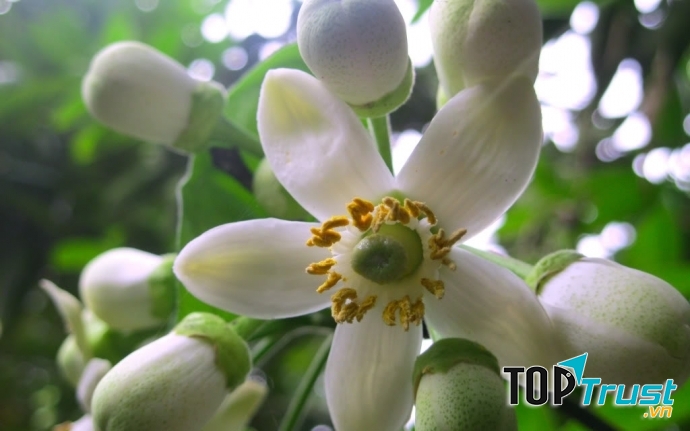 Tinh dầu có trong hoa bưởi rất tốt cho sức khỏe và làm đẹp