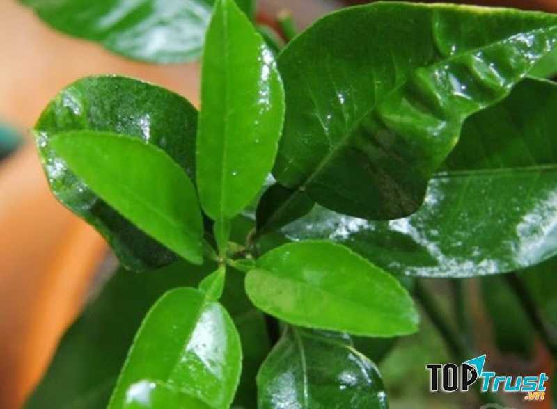 Lá bưởi hiệu quả trong chữa bệnh và làm đẹp