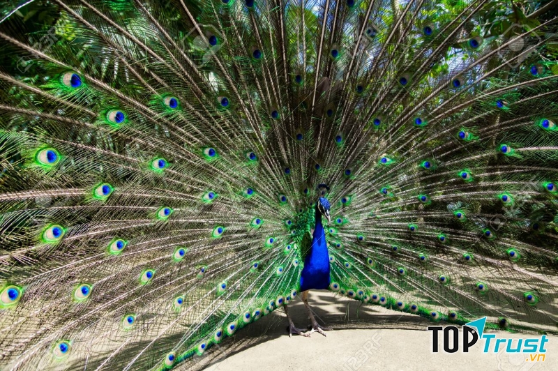 Công (Pavo)