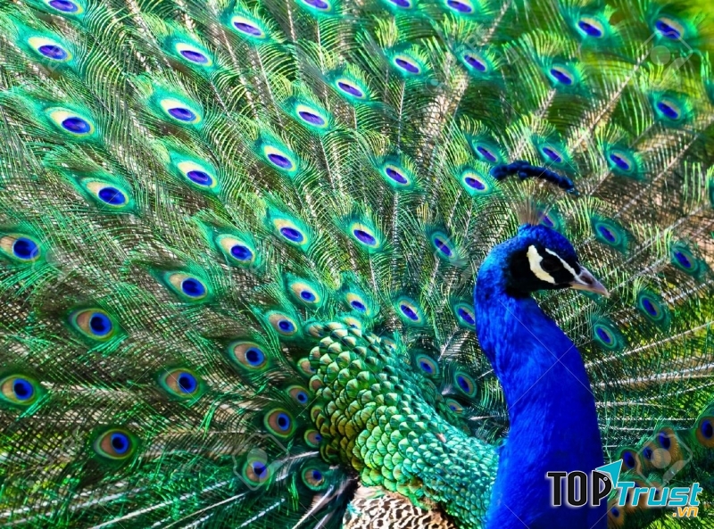 Công (Pavo)
