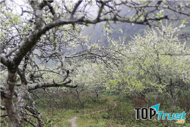 Mận trắng nơi Cổng trời xứ Nghệ