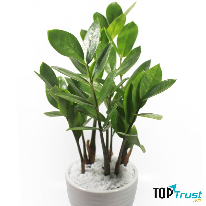 Công ty cây xanh Đà Nẵng GPDN