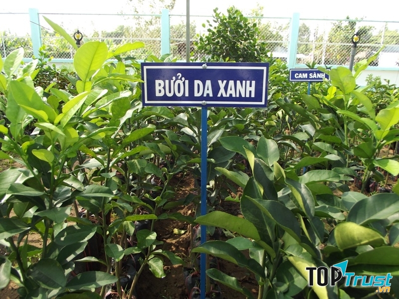 Gia Nguyễn cung cấp ra thị trường rất nhiều giống cây ăn quả cho năng suất cao