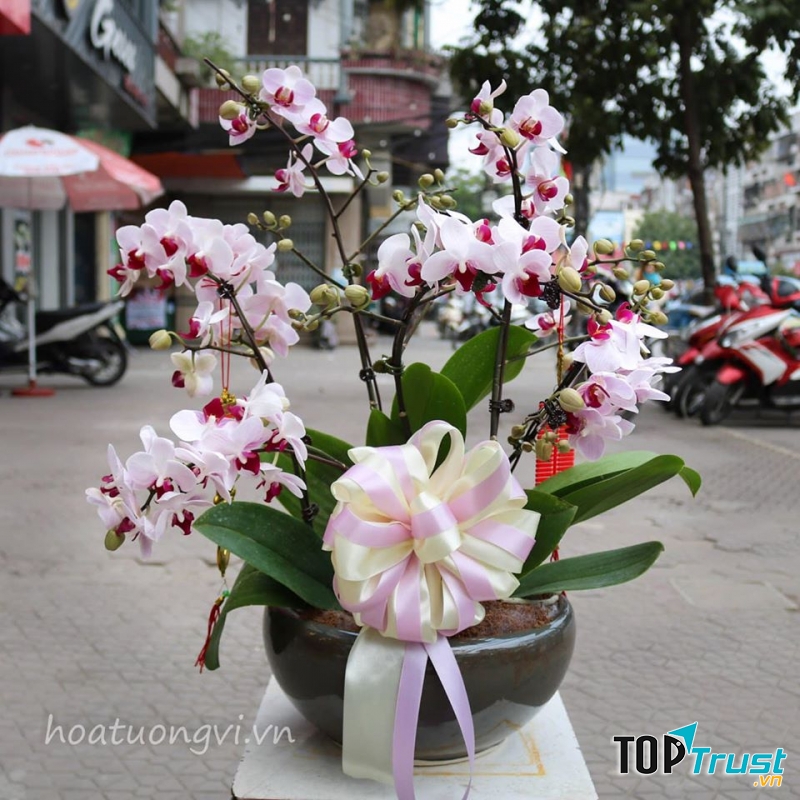 hoa tươi Tường Vi