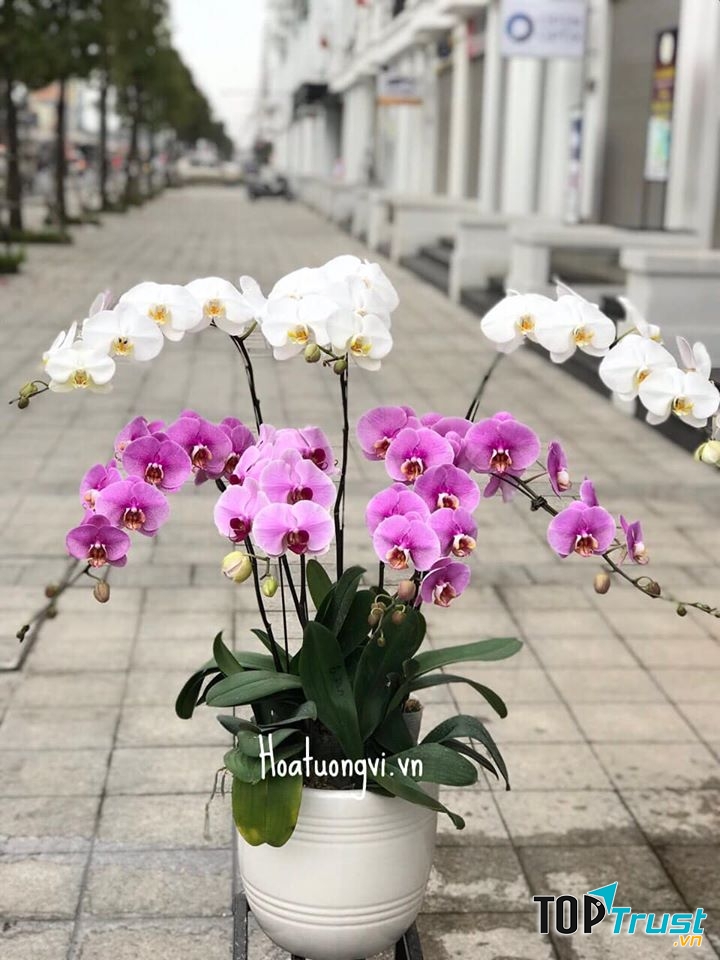 hoa tươi Tường Vi