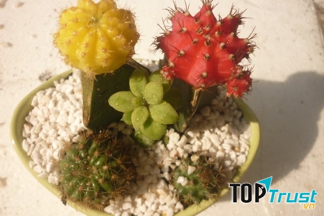 Xương Rồng ghép