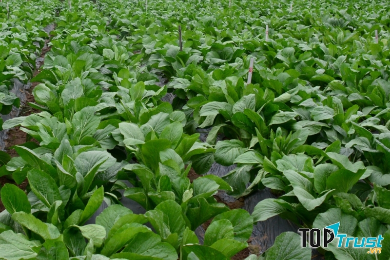 Giống cải ngọt Sakata có khả năng chịu ẩm, chịu lạnh tốt, chất lượng ăn ngọt.