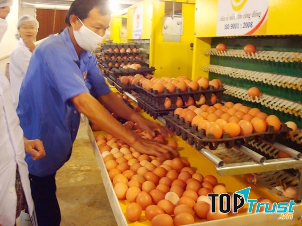 Công ty cổ phần giống gia cầm Lượng Huệ - địa chỉ tin cậy cung cấp trứng gà sạch