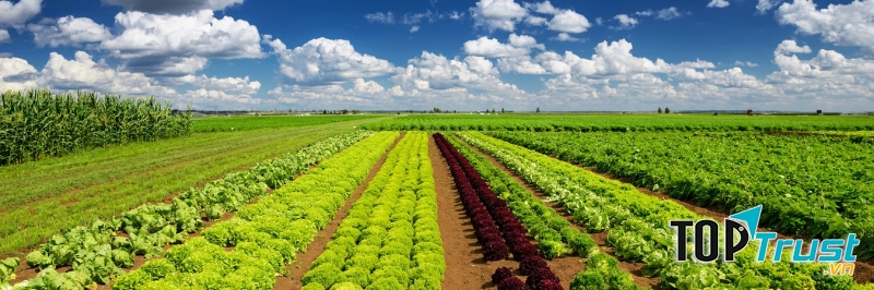 Công Ty Cổ Phần Nông Sản Thực Phẩm Lâm Đồng