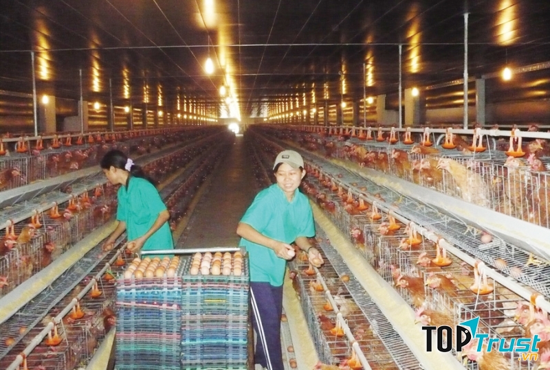 Công ty cổ phần phát triển nông nghiệp thanh niên xung phong