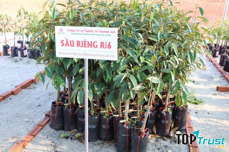 Công Ty Cổ Phần Quốc Tế Thông Đỏ