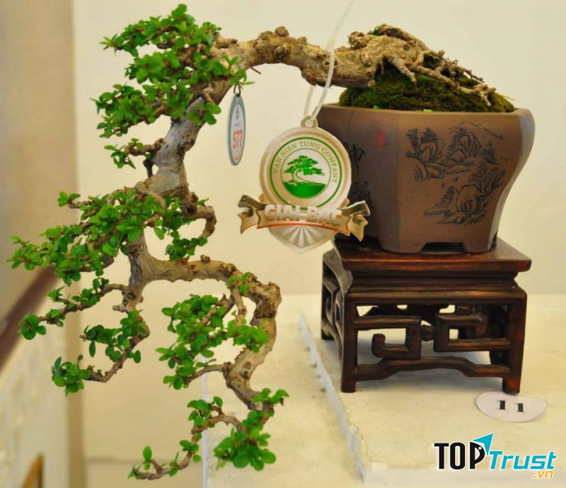 Bonsai Mini của CÔNG TY CỔ PHẦN SX – TM – DV ĐÔNG NAM
