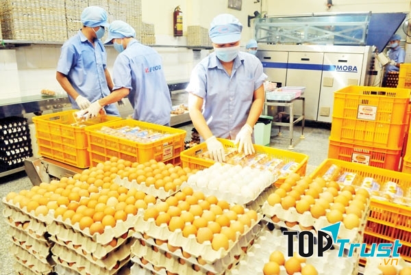 Chế biến trứng gà tại Công ty Vĩnh Thành Đạt.