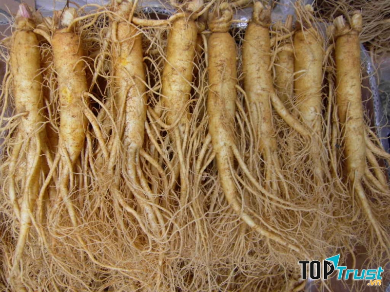 Sâm là đồ ngâm rượu số 1 ở cửa hàng