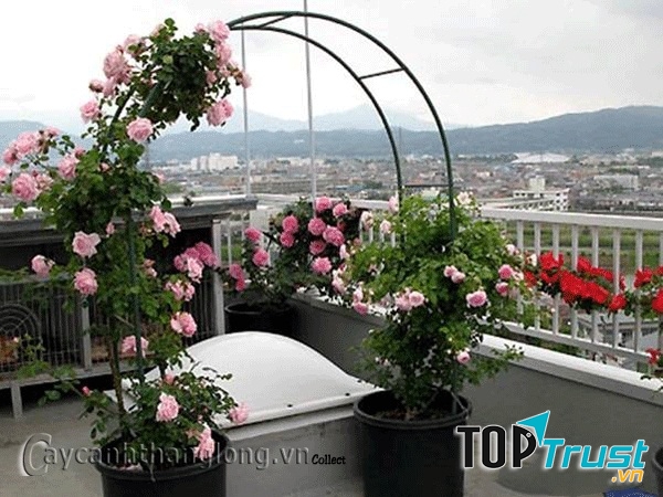 Công ty CP Rose Park Việt Nam