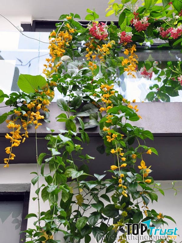 Công ty CP Rose Park Việt Nam