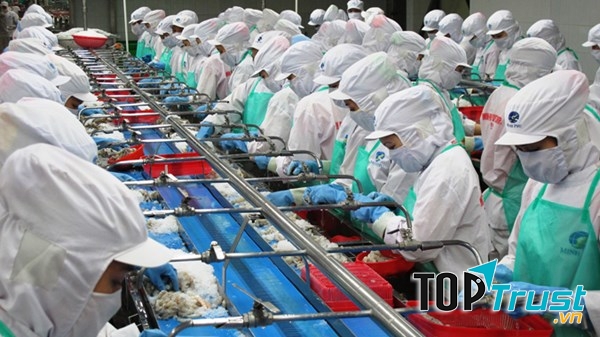 CÔNG TY CP TẬP ĐOÀN THỦY SẢN MINH PHÚ