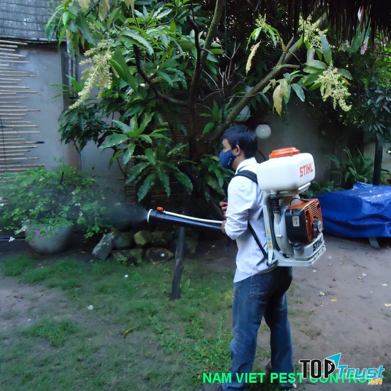 Dịch vụ diệt mối của công ty Đại Việt Pest Control