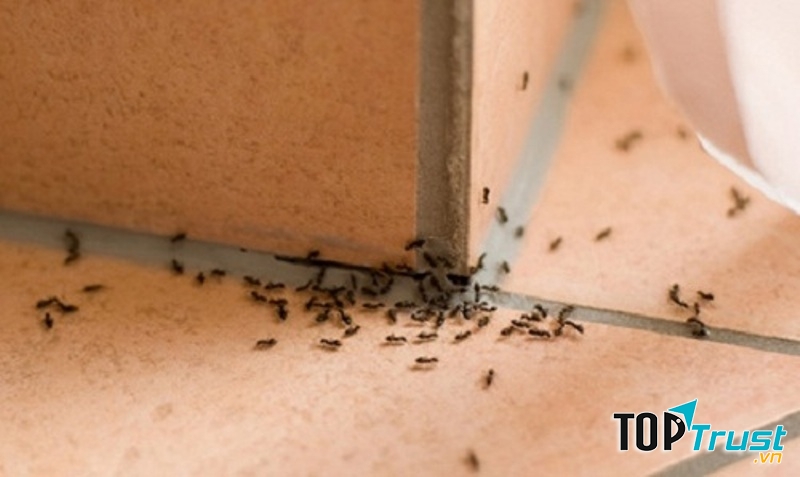 Chỉ cần khi khách hàng có yêu câu diệt kiến tại nhà công ty diệt côn trùng Đại Việt sẽ nhanh chóng có mặt ngay lập tức để xử lý cho bạn.