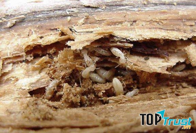 Công ty Trần Anh cam kết sẽ hoàn lại toàn bộ tiền trên hợp đồng nếu như không đạt được chất lượng như cam kết