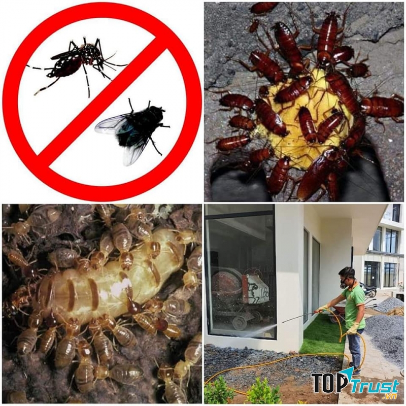 Công Ty Diệt Mối & Côn Trùng Thành Công