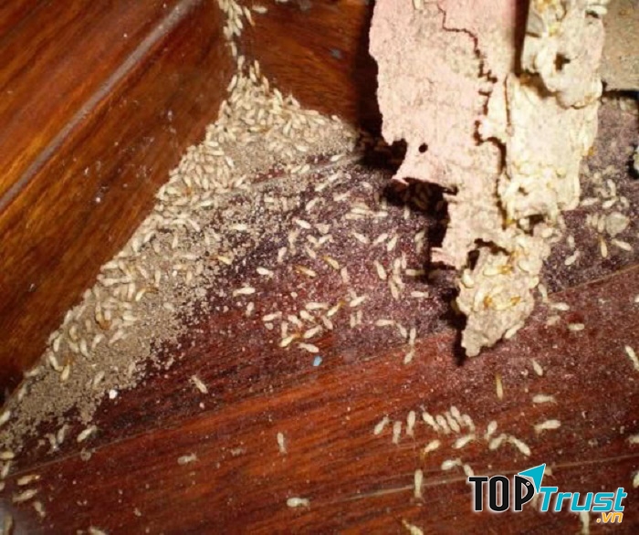 Công ty diệt mối Trịnh Gia Bảo