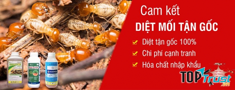 Công ty diệt mối Trung Gia Phát