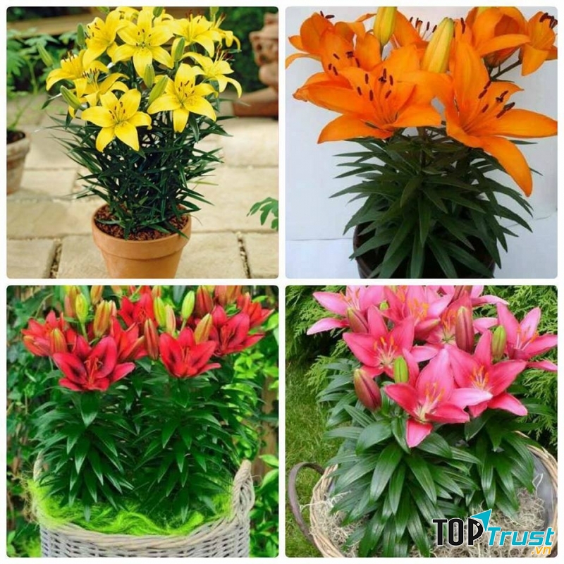 Hạt giống hoa Ly