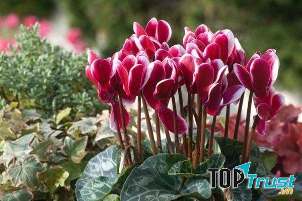 Hạt giống anh thảo