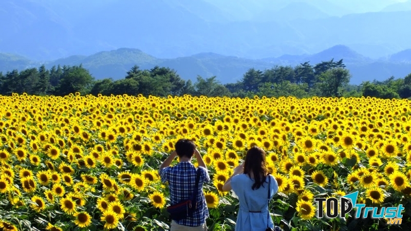 Du lịch mùa hoa hướng dương ở Nghệ An
