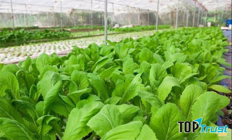 Hạt giống rau cải