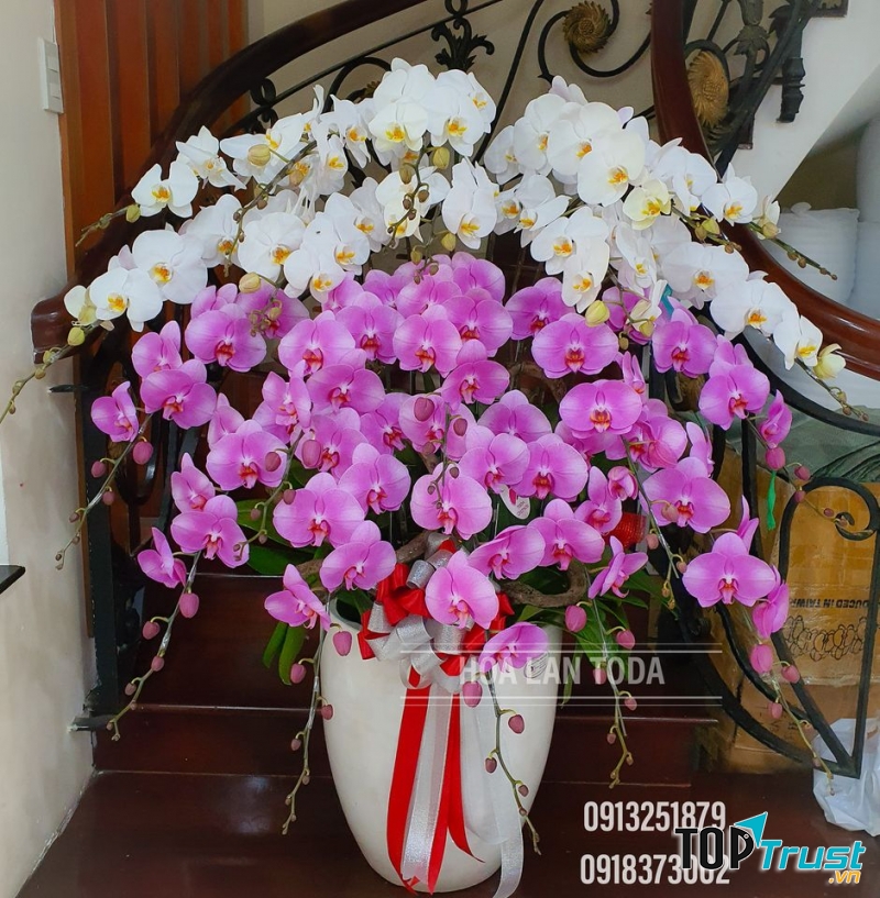 Công ty Hoa lan Toda